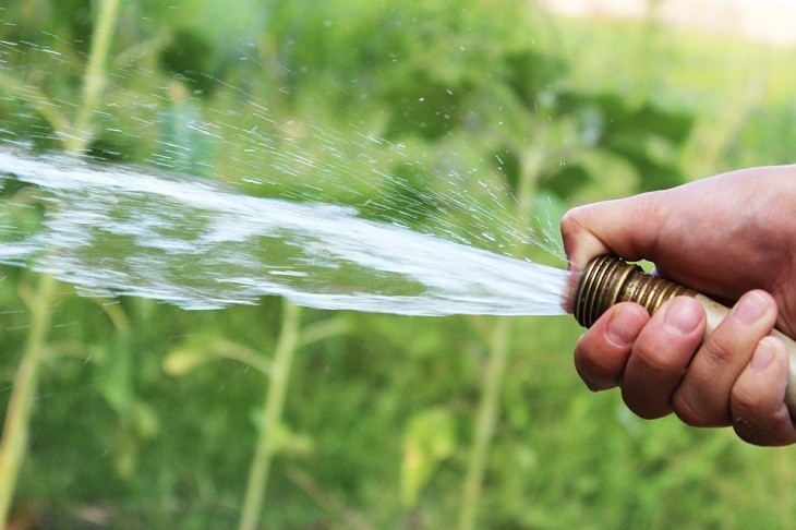 Watering – When And How Much