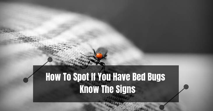 How To Spot If You Have Bed Bugs